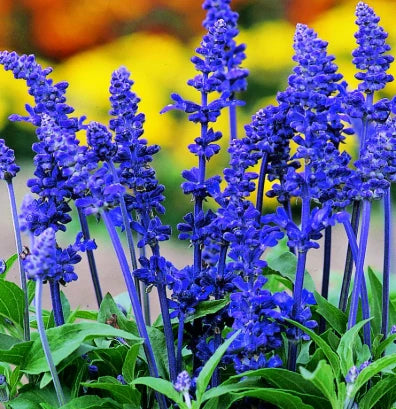 Salvia Azul