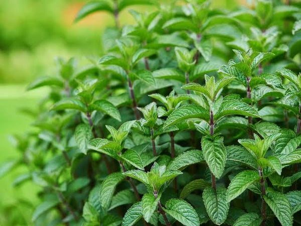 Menta